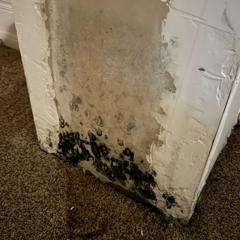 Professional Mold Removal in Gifford, FL